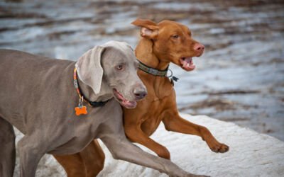 What To Expect With Group Dog Walking?