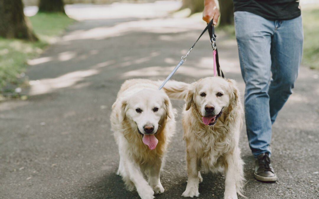 Safety Reminders for Pet Sitters and Dog Walkers