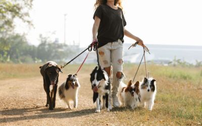 How to Choose Professional Dog Walker Sitters