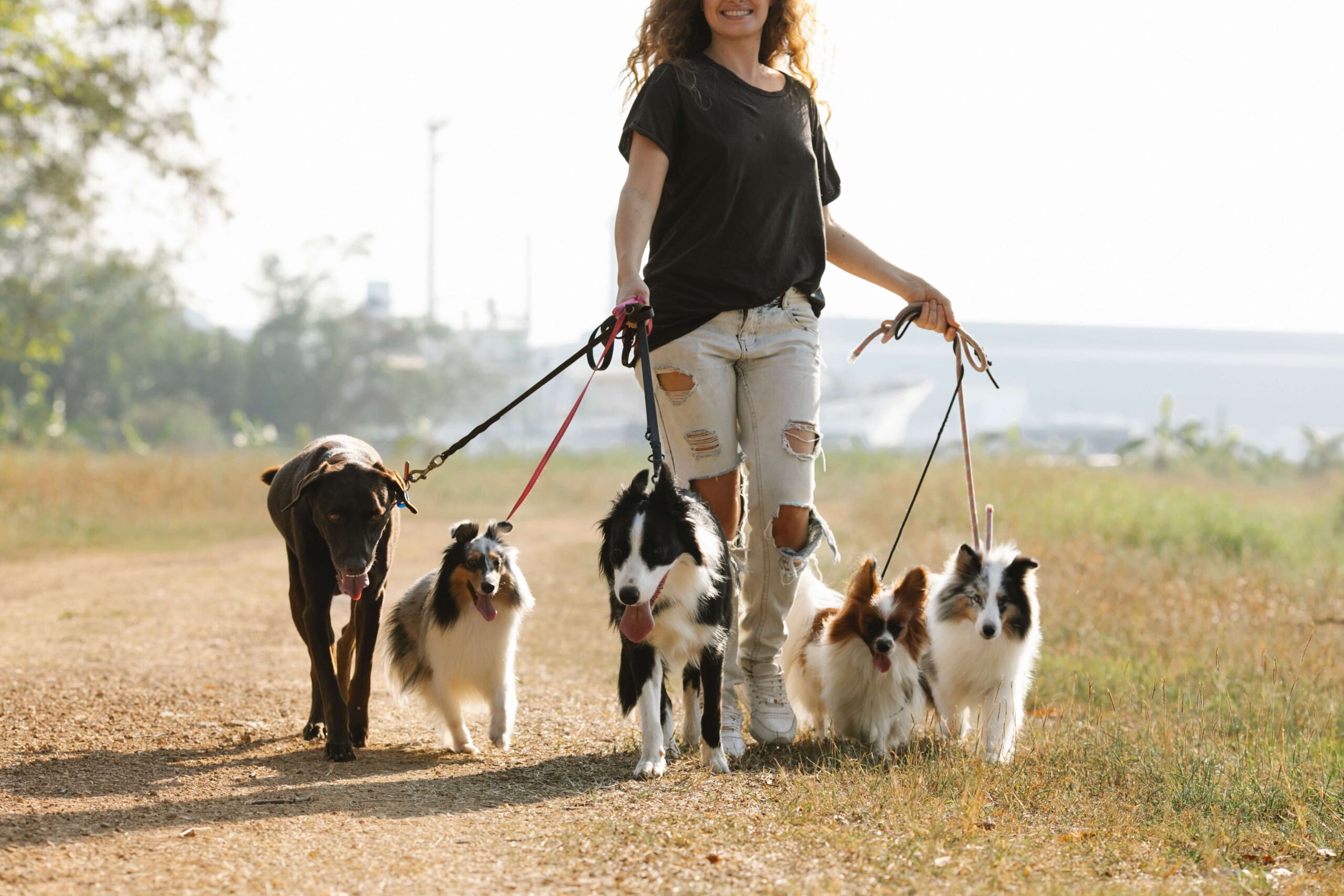 Group Of Dogs Walking